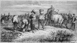 Viticultura em Medoc: colheita de uvas durante a vindima. Gravura em "Le Monde Illustré" n°561 de 11 de Janeiro de 1868. de French School