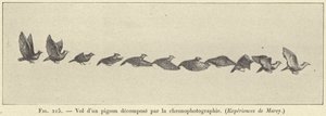 Vôo de um pombo decomposto por cronofotografia de French School