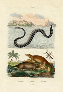 Rato d&39;Água, 1833-39 de French School