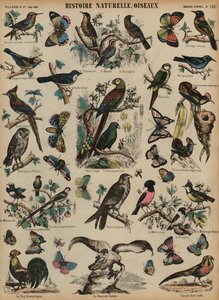 Aves selvagens (gravura colorida) de French School