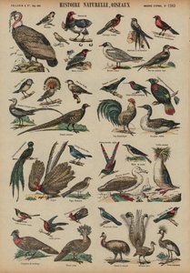 Aves selvagens (gravura colorida) de French School