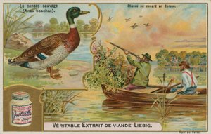 Pato selvagem; caça ao pato na Europa de French School
