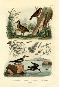 Galinhola, 1833-39 de French School