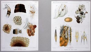 Trabalho sobre a doença do bicho-da-seda apresentado por Pasteur na Academia das Ciências. de French School
