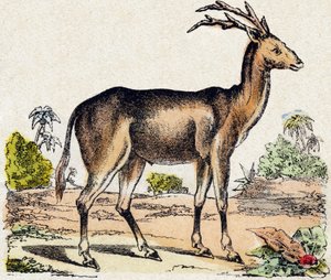 Xantarus. Gravura no "Alfabeto dos animaux sauvages". 9ª Série. Imagem de Epinal, Pellerin, impressora-editora, cerca de 1870. Gravura em madeira, stencilled. 16 páginas. Dimensões: 20 x 15 cm. Coleção Particular de French School