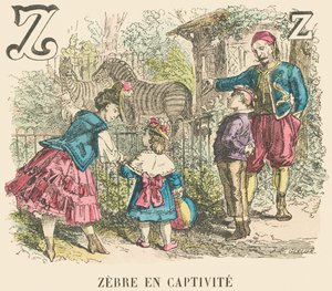 Z: Zebra em cativeiro de French School