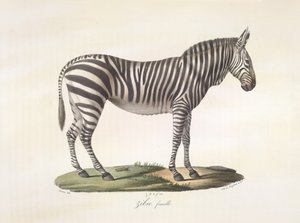 Zebra fêmea. Zebra fêmea, da Histoire Naturelle des Mammifères (cor litho) de French School