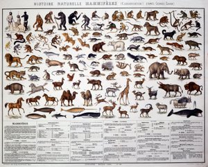 Zoologia: classificação dos mamíferos de acordo com o biólogo francês Georges Cuvier (1769-1832). Conselho de História Natural de French School
