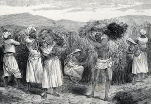 colheita de salsaparrilha ou salsaparrilha comum ou colheita de algas ásperas no Peru (gravura) 1888 de French School