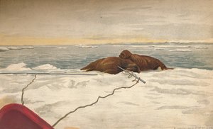 Morsas mortas na costa leste da península de Taimyr, 12 de setembro de 1893, 1897