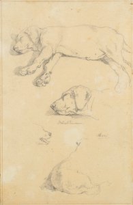 Estudos caninos: Waldmann e Ami