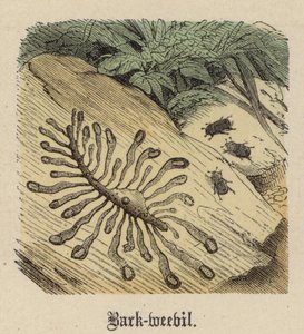 Bark-weevil (gravação a cores) de Friedrich Specht
