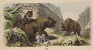 Urso (gravação colorida)