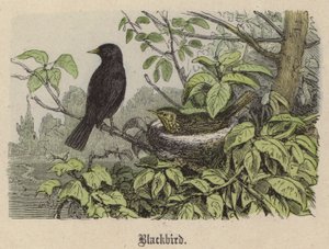 Blackbird (gravação a cores) de Friedrich Specht