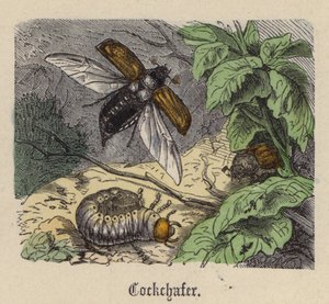 Cockchafer (gravação a cores)