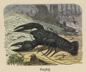 Lagostim (gravura colorida) de Friedrich Specht