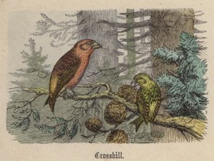 Crossbill (gravação a cores)