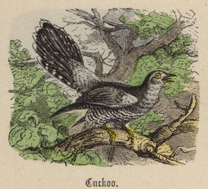 Cucu (gravação colorida) de Friedrich Specht