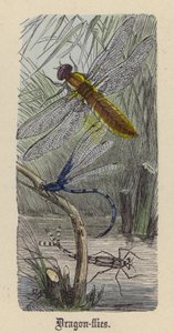 Mosca-dragão (gravura colorida) de Friedrich Specht