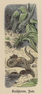 Minhoca, Formiga (gravura colorida)