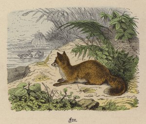 Fox (gravação a cores)