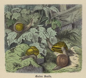 Caracóis de Jardim (gravura colorida) de Friedrich Specht