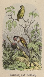 Greenfinch e Goldfinch (gravura colorida) de Friedrich Specht
