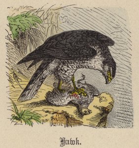 Hawk (gravação a cores) de Friedrich Specht