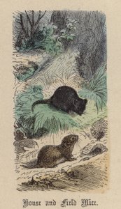 House and Field Mice (gravura a cores) de Friedrich Specht