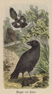 Magpie e Corvo (gravura colorida) de Friedrich Specht