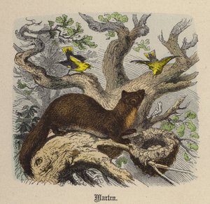 Marten (gravação a cores) de Friedrich Specht