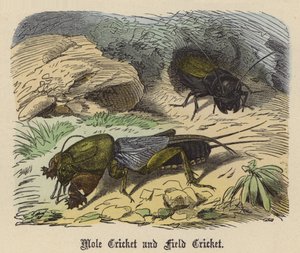 Mole Cricket e Field Cricket (gravura colorida)