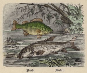 Perch, Barbel (gravura colorida)