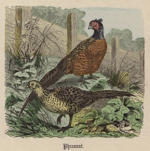 Faisão (gravura colorida) de Friedrich Specht