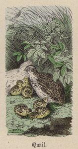 Codorniz (gravação a cores) de Friedrich Specht