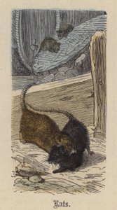 Ratos (gravura colorida) de Friedrich Specht