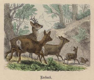 Roebuck (gravura colorida) de Friedrich Specht