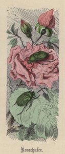 Rosechafer (gravação a cores) de Friedrich Specht