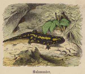 Salamandra (gravação a cores) de Friedrich Specht