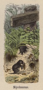Shrewmouse (gravação a cores) de Friedrich Specht