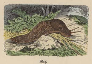 Slug (gravação colorida) de Friedrich Specht