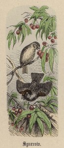 Sparrow (gravação a cores)