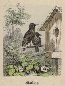 Starling (gravação a cores)