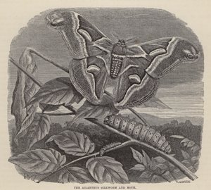 Ailanthus Silkworm and Moth (gravura)