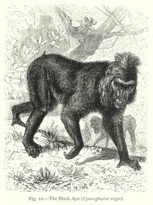 de Friedrich Specht