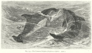 O golfinho comum (Delphinus Delphis) (gravura)