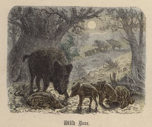 Javali (gravura colorida) de Friedrich Specht
