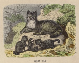 Wild Cat (gravura colorida) de Friedrich Specht