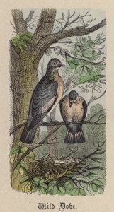 Pomba Selvagem (gravura colorida) de Friedrich Specht
