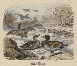 Wild Ducks (gravura colorida) de Friedrich Specht